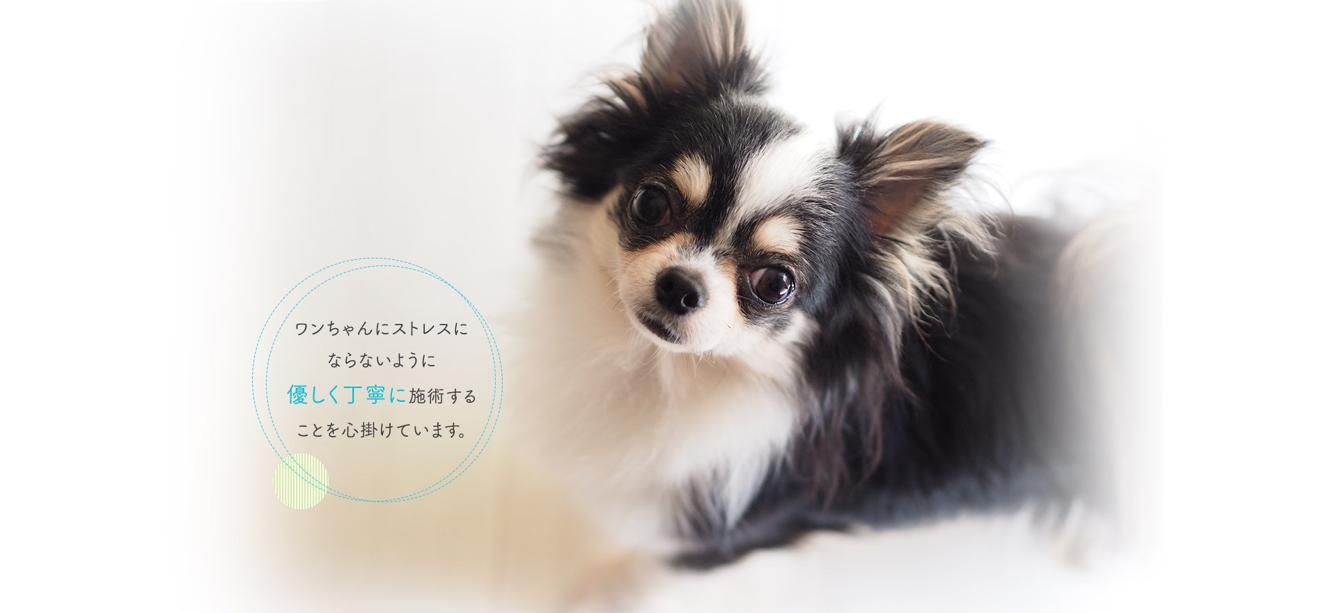 ワンちゃんにストレスにならないように優しく丁寧に施術することを心掛けています。