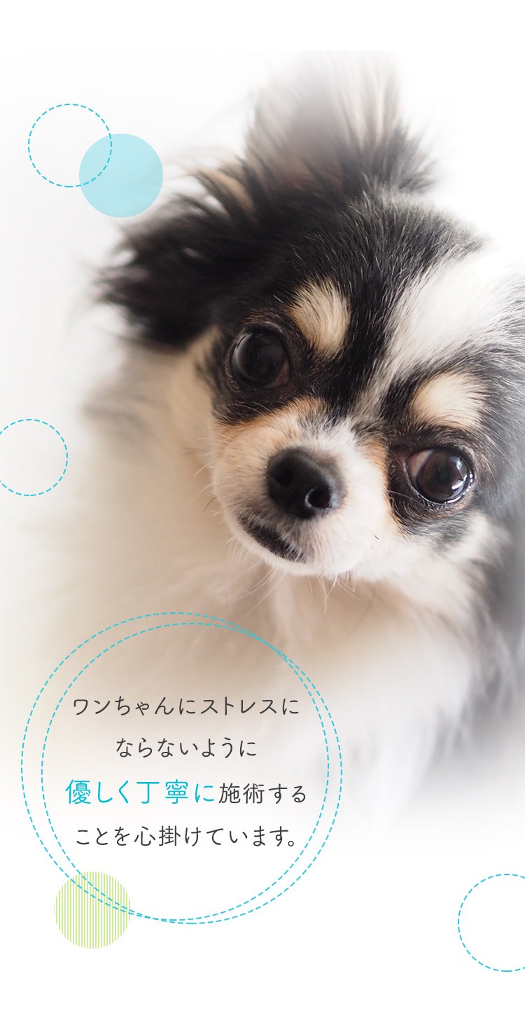 ワンちゃんにストレスにならないように優しく丁寧に施術することを心掛けています。