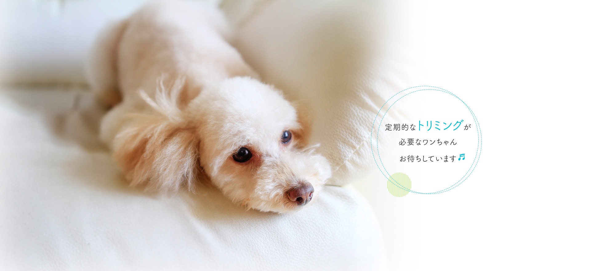 定期的なトリミングが必要なワンちゃんお待ちしています