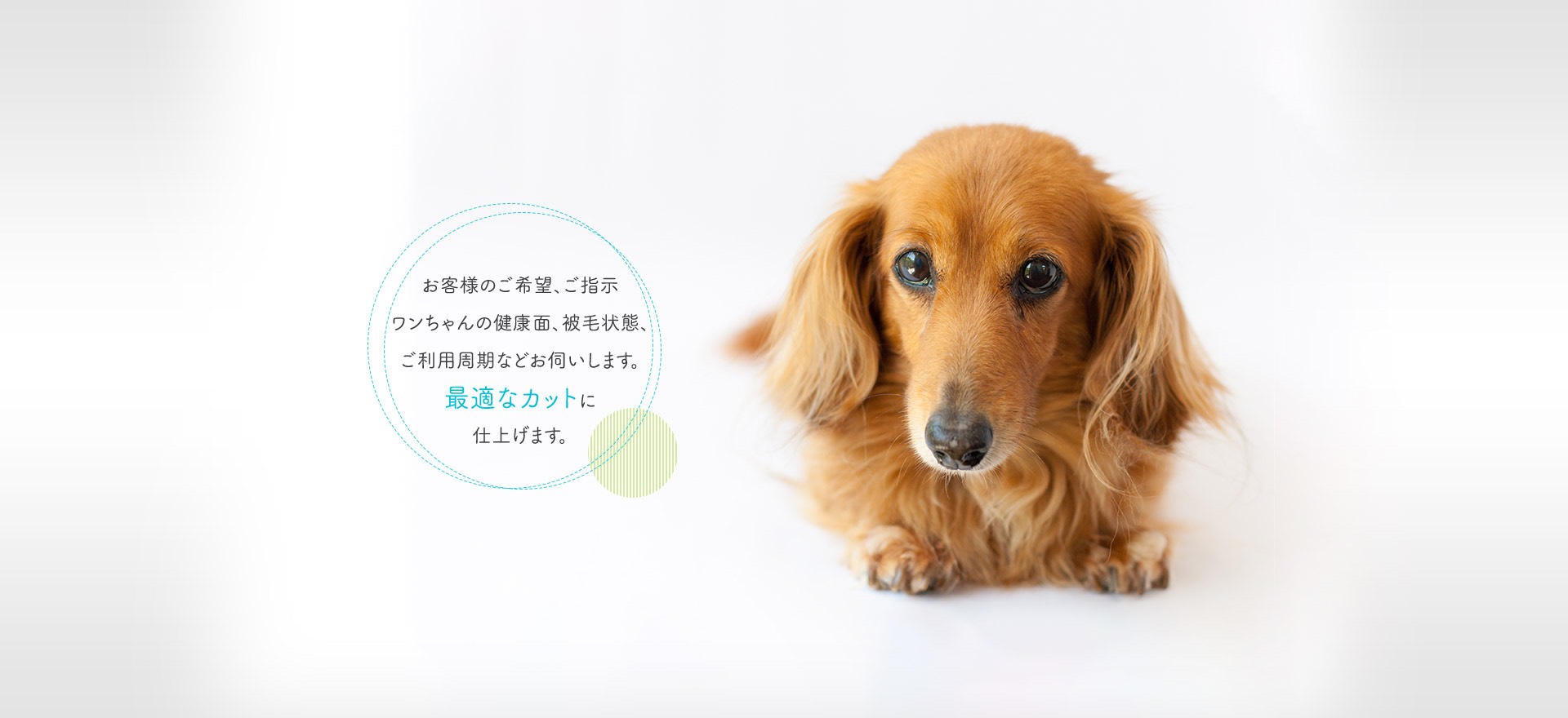 お客様のご希望、ご指示ワンちゃんの健康面、被毛状態、ご利用周期などお伺いします。最適なカットに仕上げます。